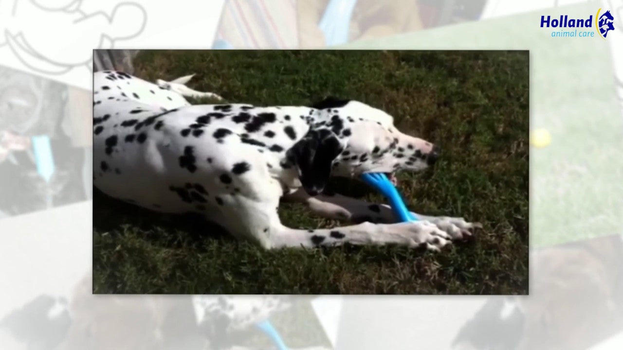 Os à Mâcher Vanille - Taille L