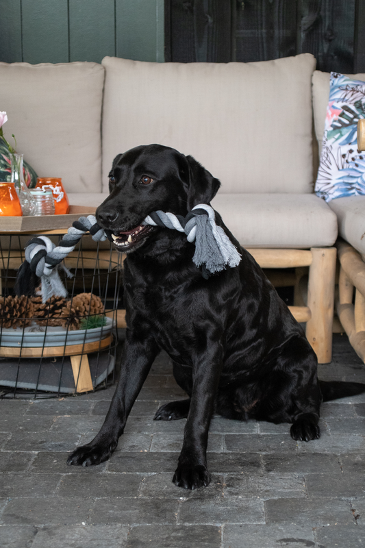 Corde Dentaire Compacte - 55 cm