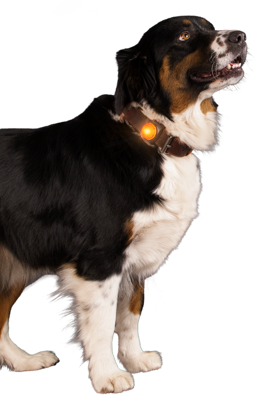 Lumière de Sécurité Orange - Clip Collier