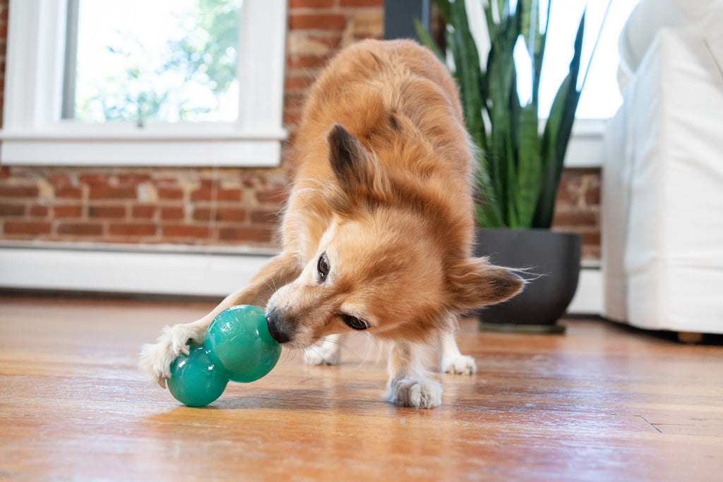 Jouet Dentaire Double-Tuff - Taille M