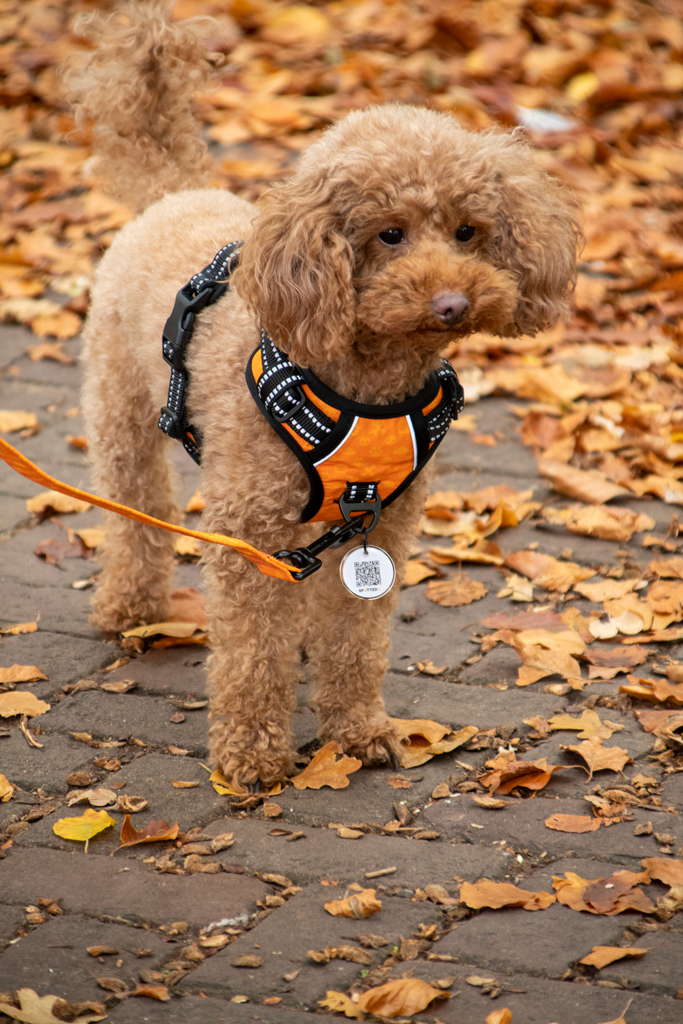 Harnais Anti-Traction Vert - Taille XXS