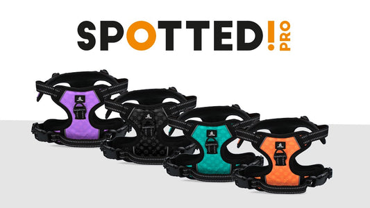 Harnais Anti-Traction Violet - Taille XS