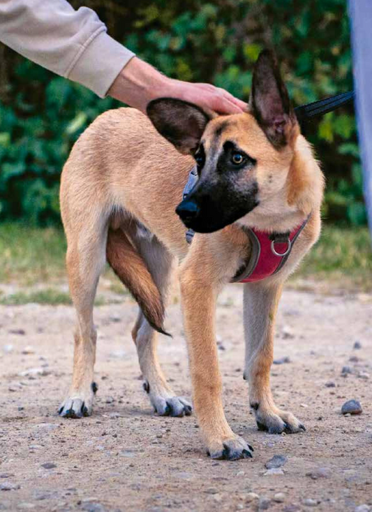 Comprendre et accompagner les émotions de mon chien — Prévenir et résoudre les problèmes de comportement avec les Fleurs de Bach
