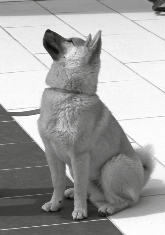 Guide d’éducation éthologique du chien — La part du loup