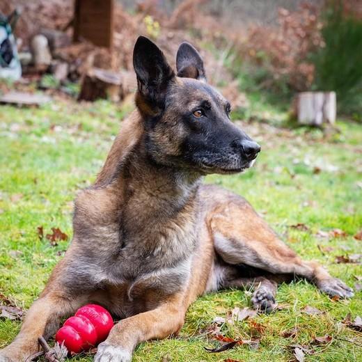 Jouet KONG Original Extra Large Caoutchouc Naturel