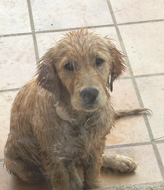 Arya toute mouillée et crotée après une baignade dans le ruisseau avec Albus 🐾