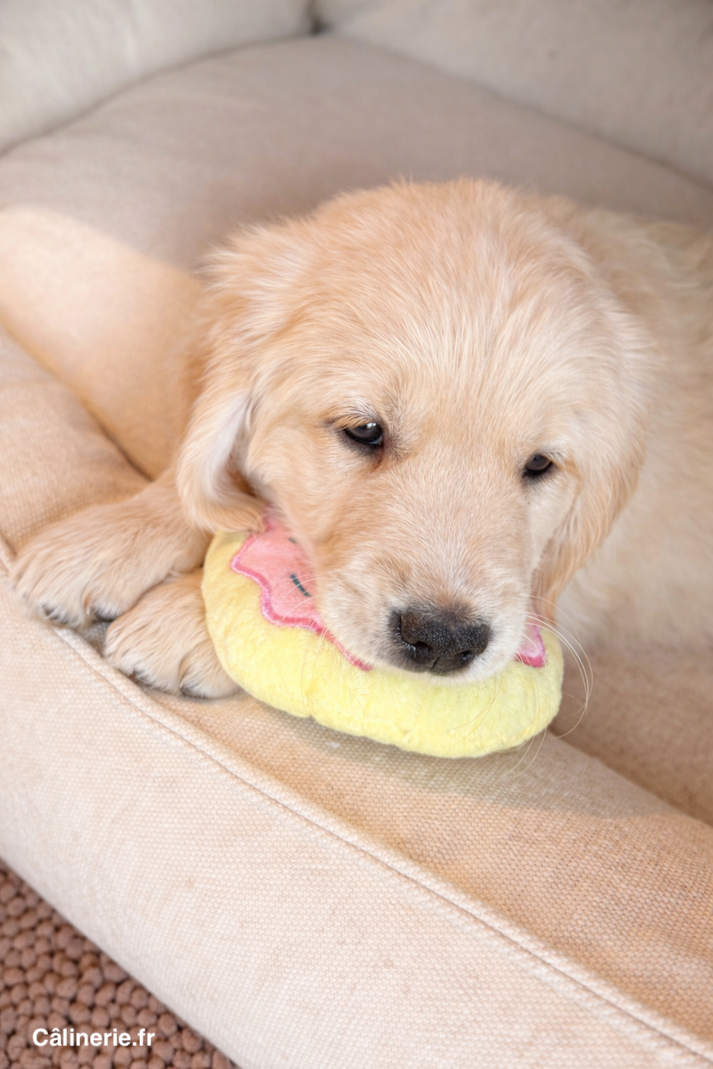 Bienvenue Arya : Notre Petite Princesse Courageuse 🐶❤️