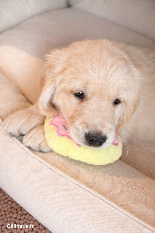 Bienvenue Arya : Notre Petite Princesse Courageuse 🐶❤️