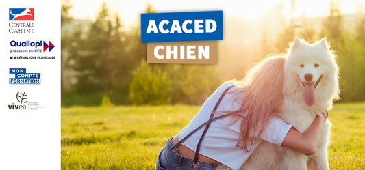 ACACED : Tout Savoir sur l'Attestation de Connaissances pour les Animaux