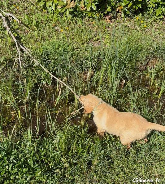Arya, golden retriever, qui passe par le ruisseau pour attraper son bâton 🐾