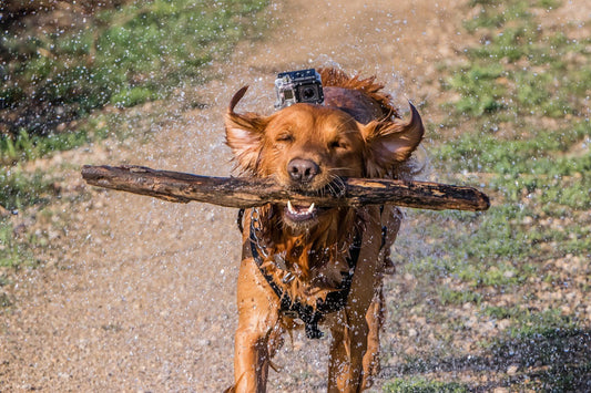 Rapporter (Retriever)