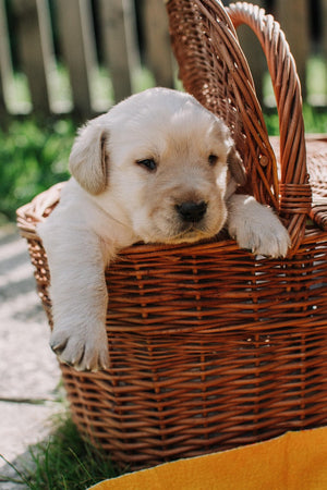 Baskets