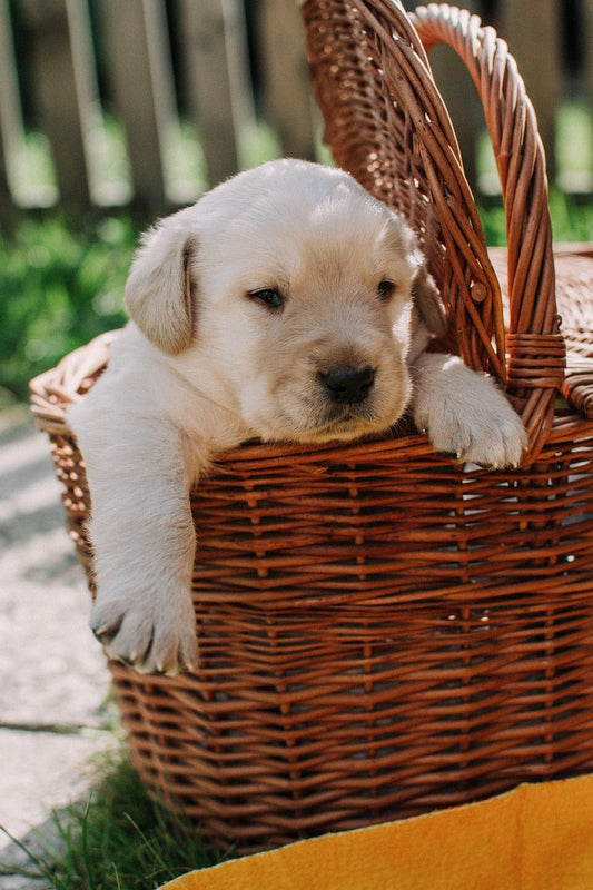 Baskets