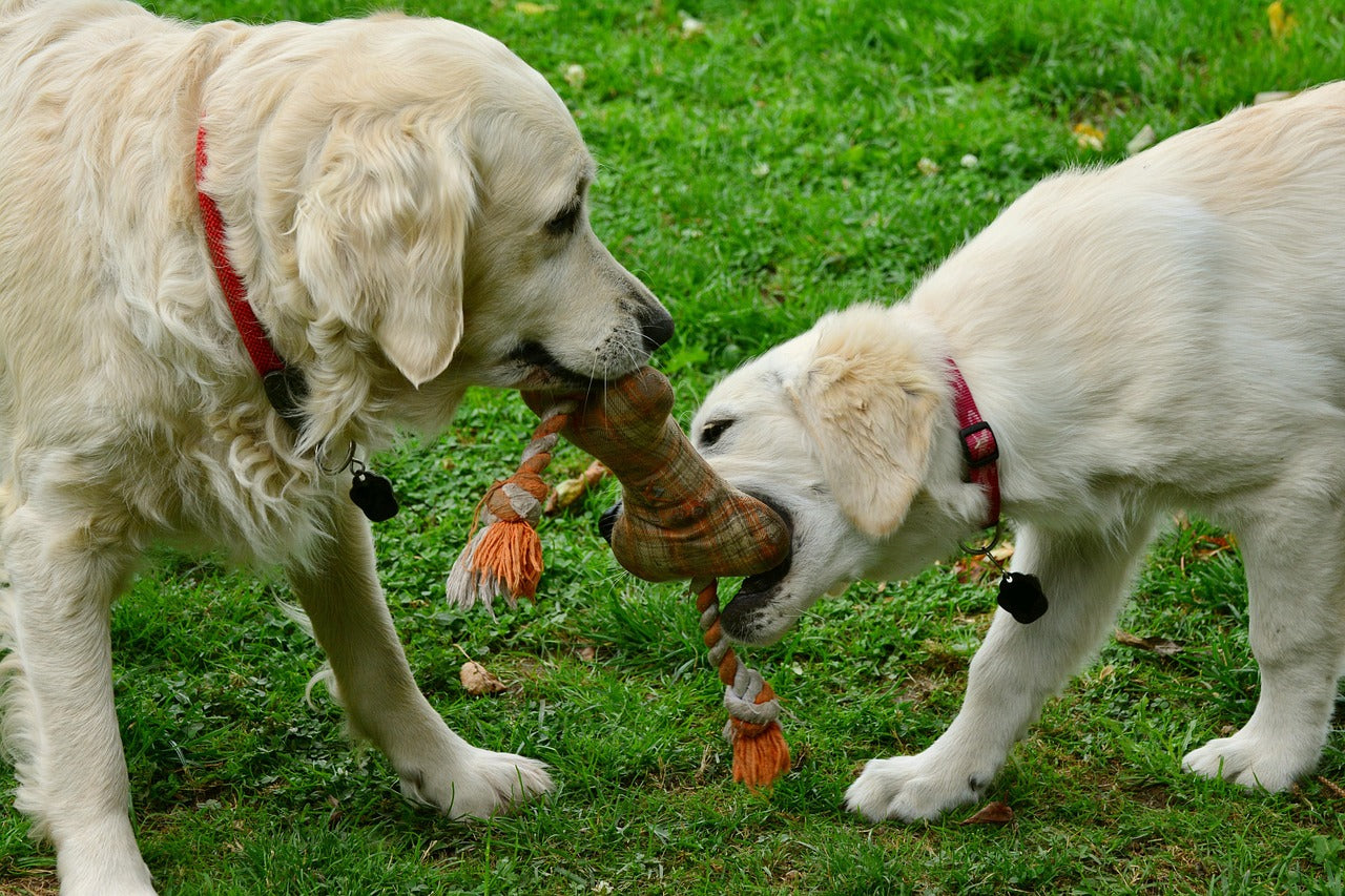Les jouets