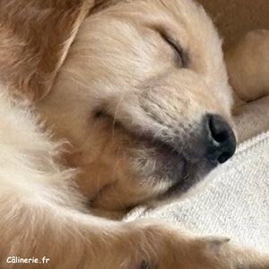 Le sommeil