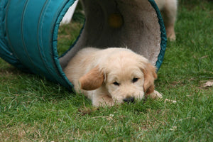 Agility