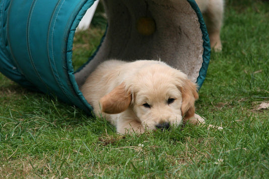 Agility