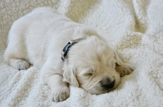 Blankets