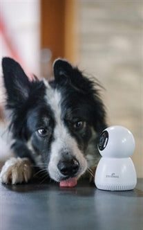 Caméra Pet Vision Live HD sans détection sonore