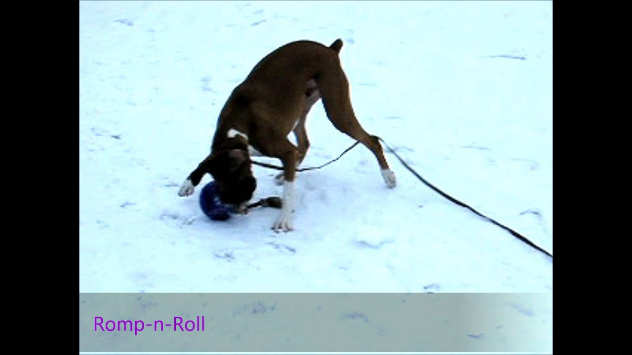 NV - Jolly Romp-n-Roll Blau M (15 cm)