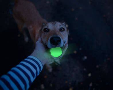 Glow Fetch & Play Light Ball