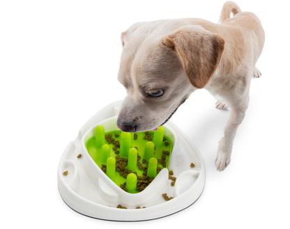 Labyrinthe Alimentaire Interactif Chien