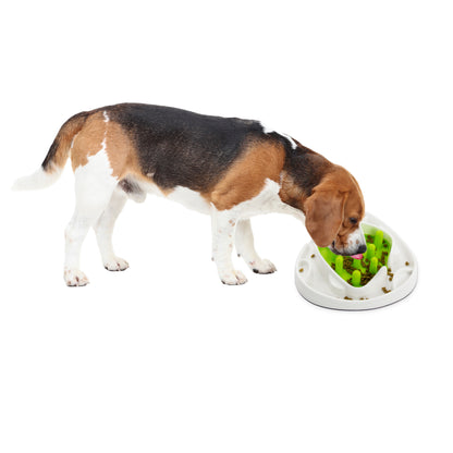 Labyrinthe Alimentaire Interactif Chien