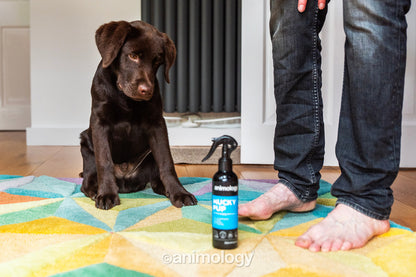 Shampoing Sans Rinçage Chiot - 250ml