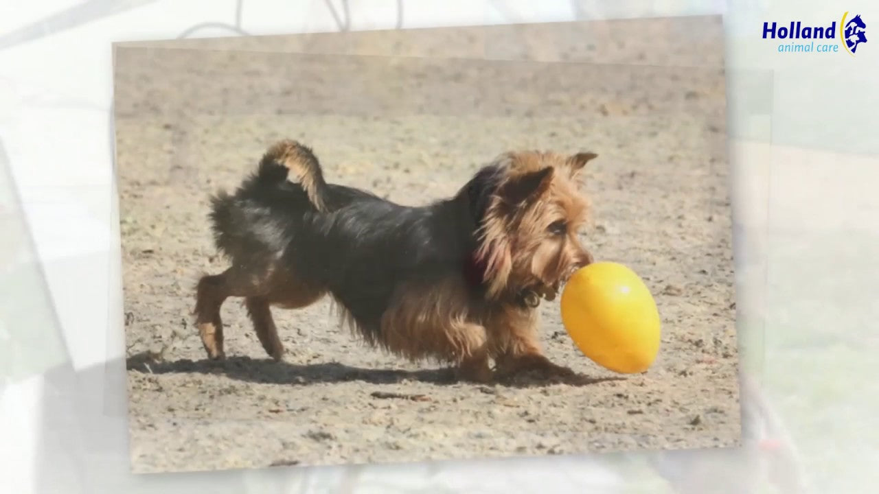 Jolly Egg Jaune L 30 cm