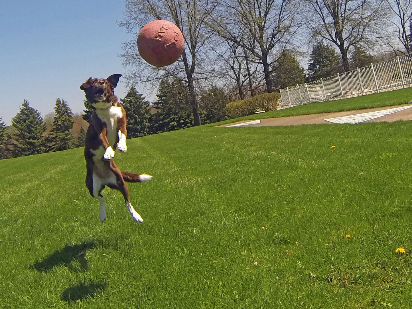 Tug-n-Toss Bleu M 15 cm