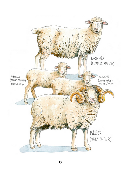 Élever des brebis et des moutons