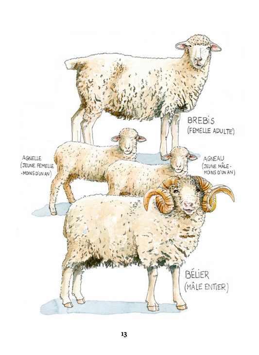 Élever des brebis et des moutons