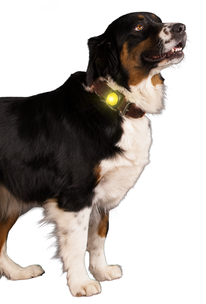 Yellow Safety Light - Collar Clip