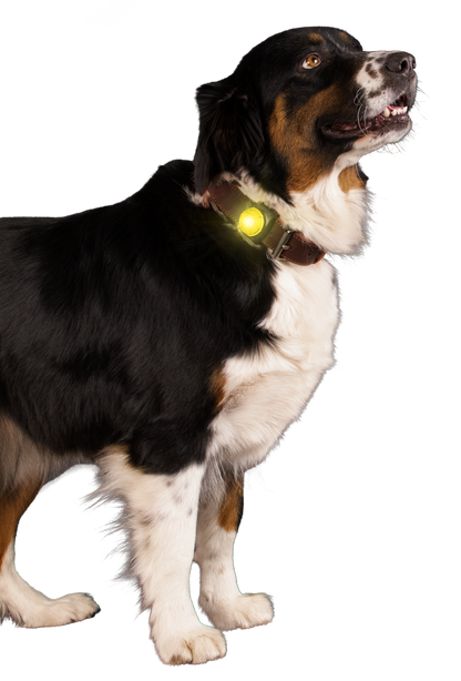 Yellow Safety Light - Collar Clip