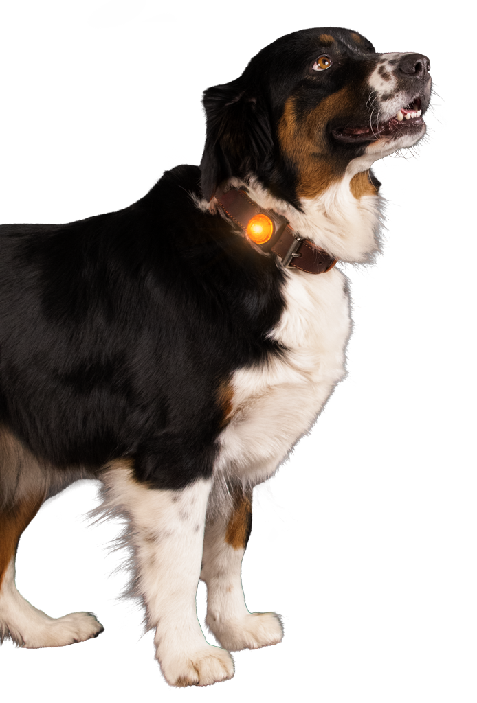 Lumière de Sécurité Orange - Clip Collier