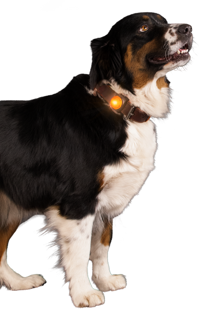 Lumière de Sécurité Orange - Clip Collier