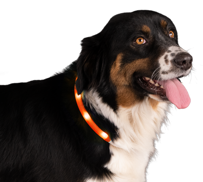 Collier Lumineux Orange - Rechargeable USB