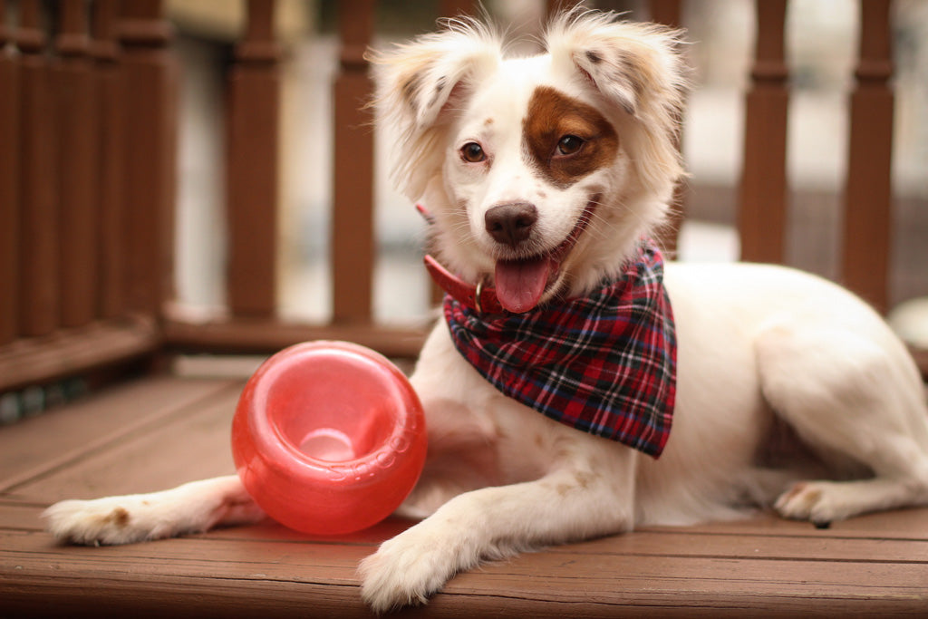 Jouet Interactif Orbee-Tuff Snoop - Taille S