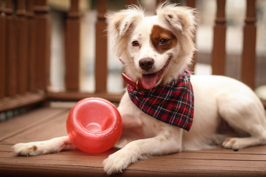 Jouet Interactif Orbee-Tuff Snoop - Taille S