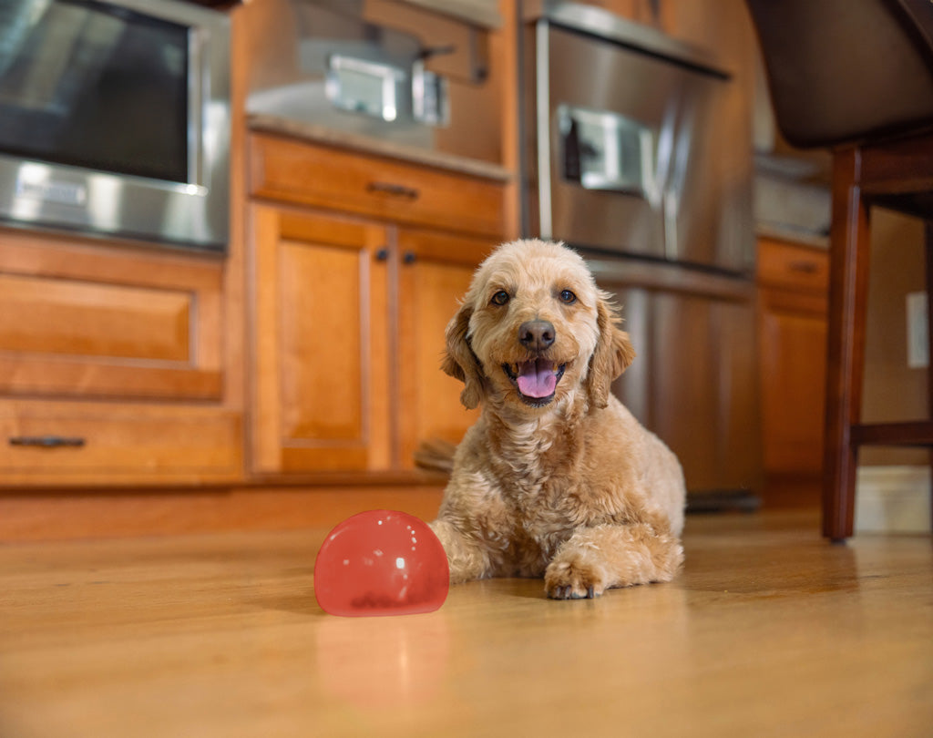 Jouet Interactif Orbee-Tuff Snoop - Taille S