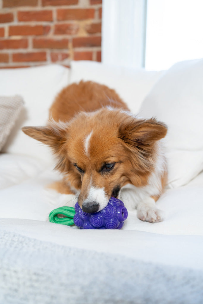 Jouet Dentaire Raisin 2-en-1