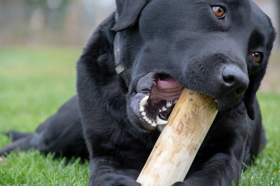 Bâton à Mâcher Café - Taille S
