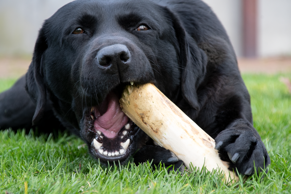 Bâton à Mâcher Café - Taille S