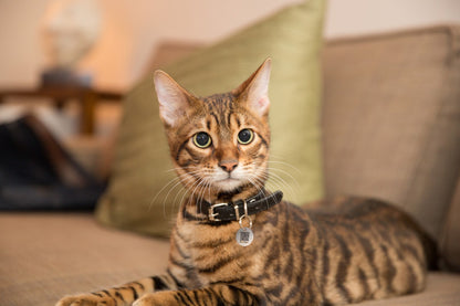 Médaille Connectée Chien & Chat - Taille S