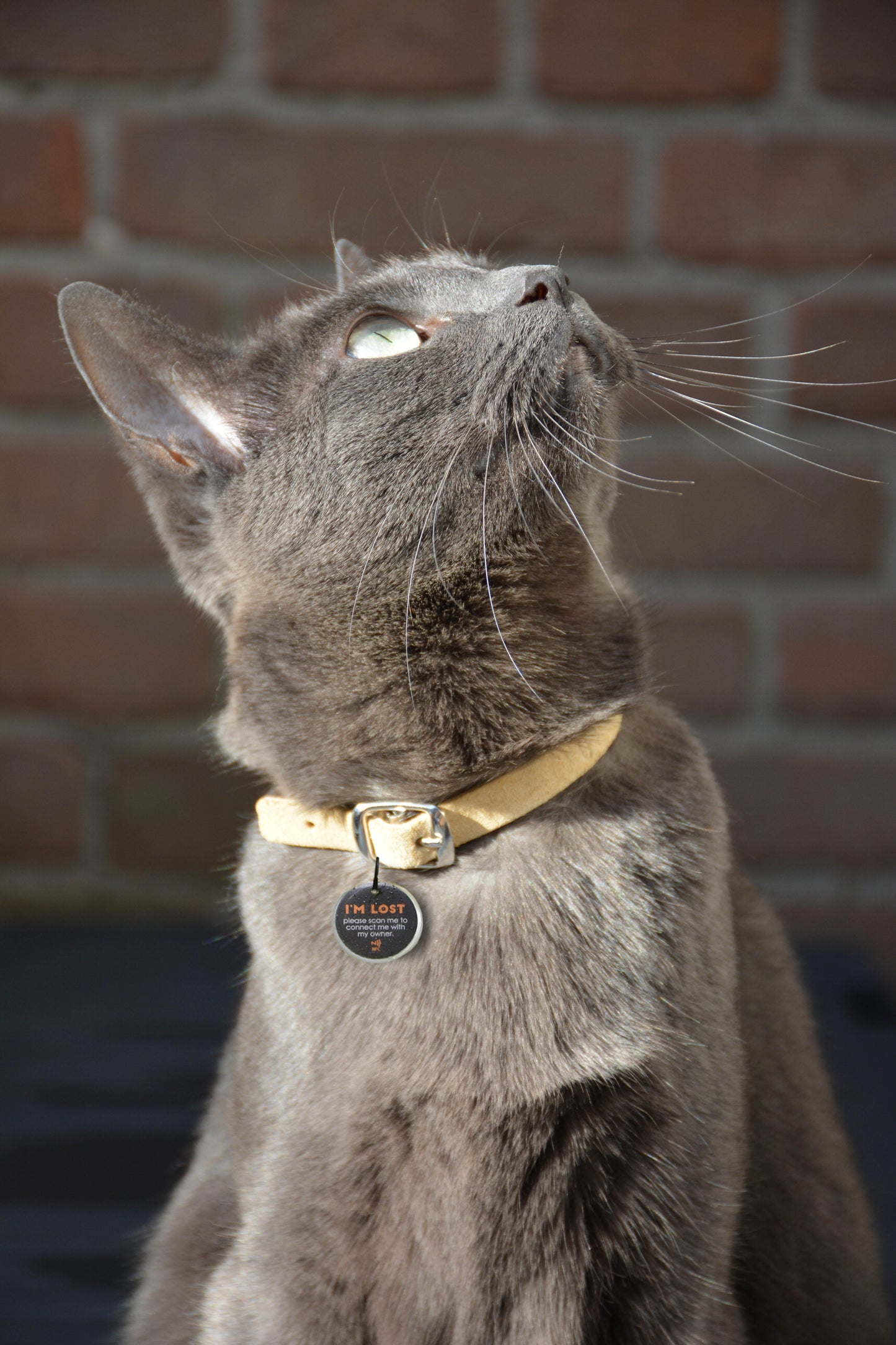 Connected Dog & Cat Tag - Size S