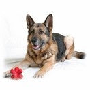 Jouet KONG Original Large Caoutchouc Naturel