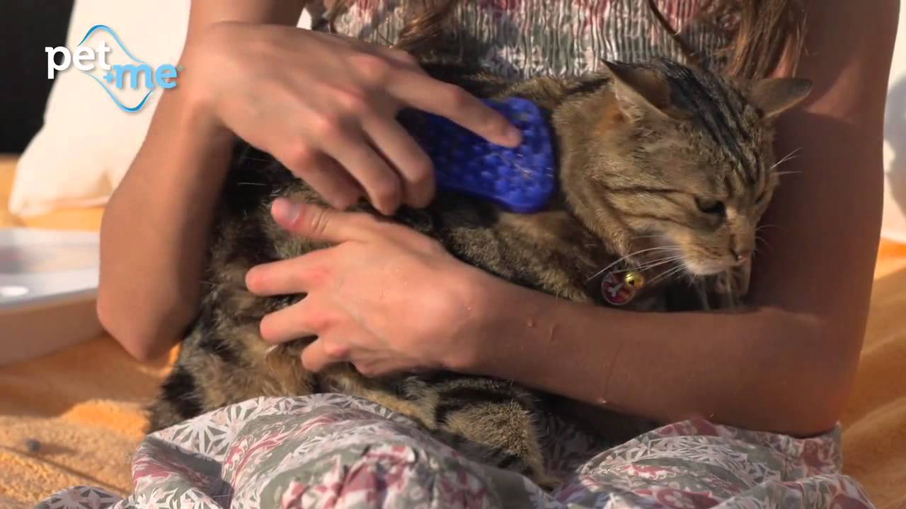 Brosse 4-en-1 Poils Courts