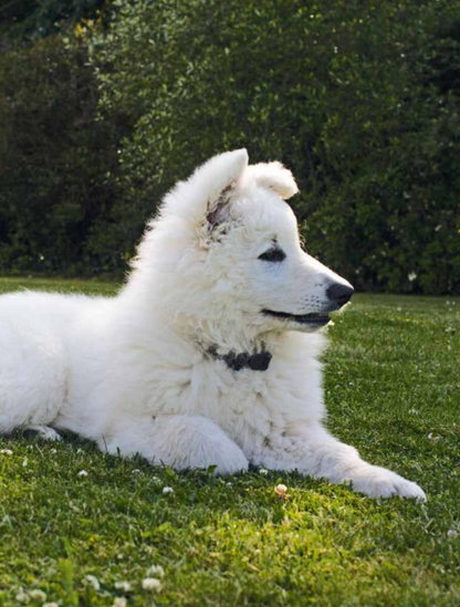 Bien éduquer son chien — Avec les méthodes d’éducation positive