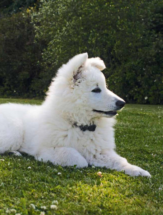 Bien éduquer son chien — Avec les méthodes d’éducation positive