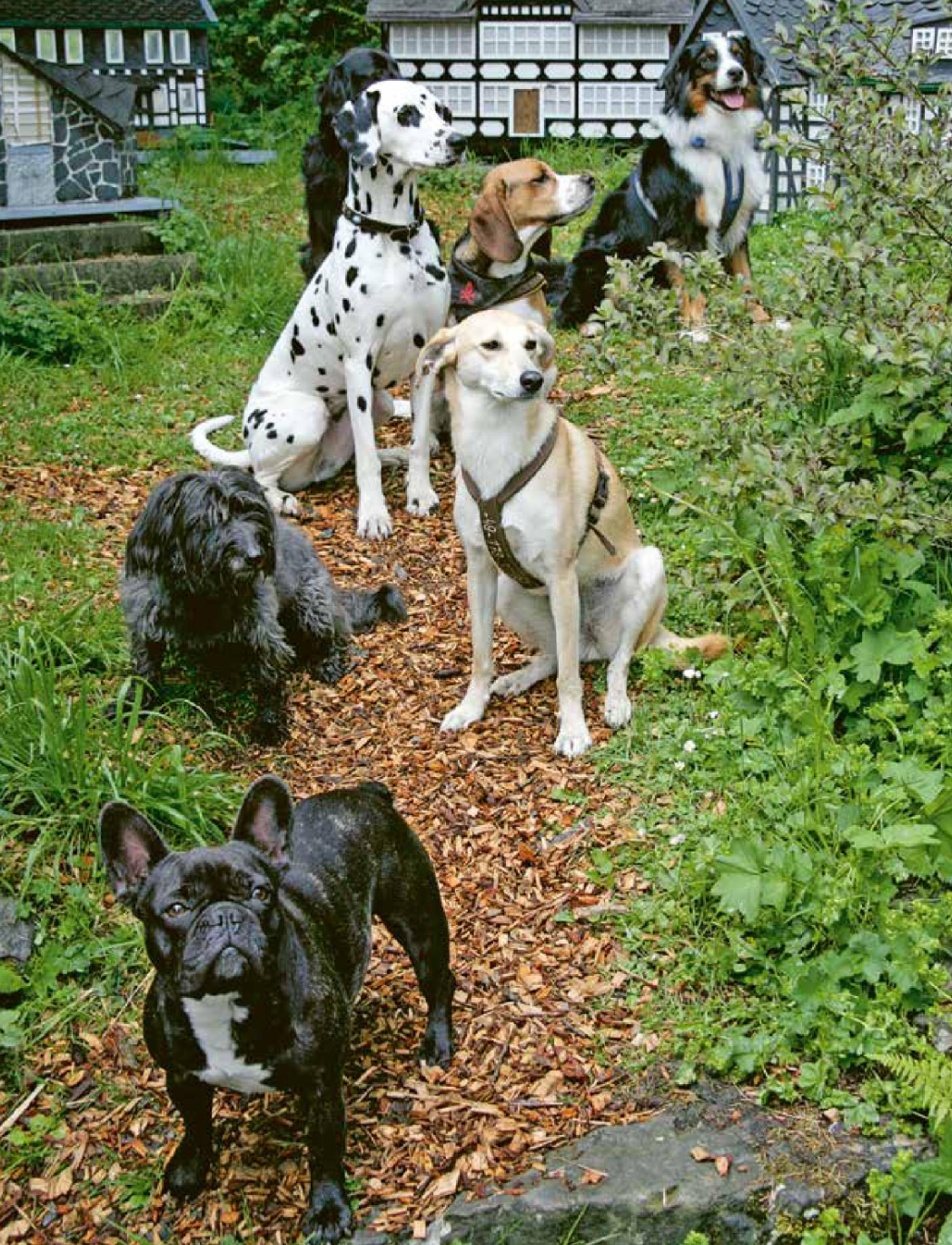Adopter un chien en refuge — Toutes les clés pour réussir